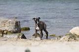 WHIPPET 281
